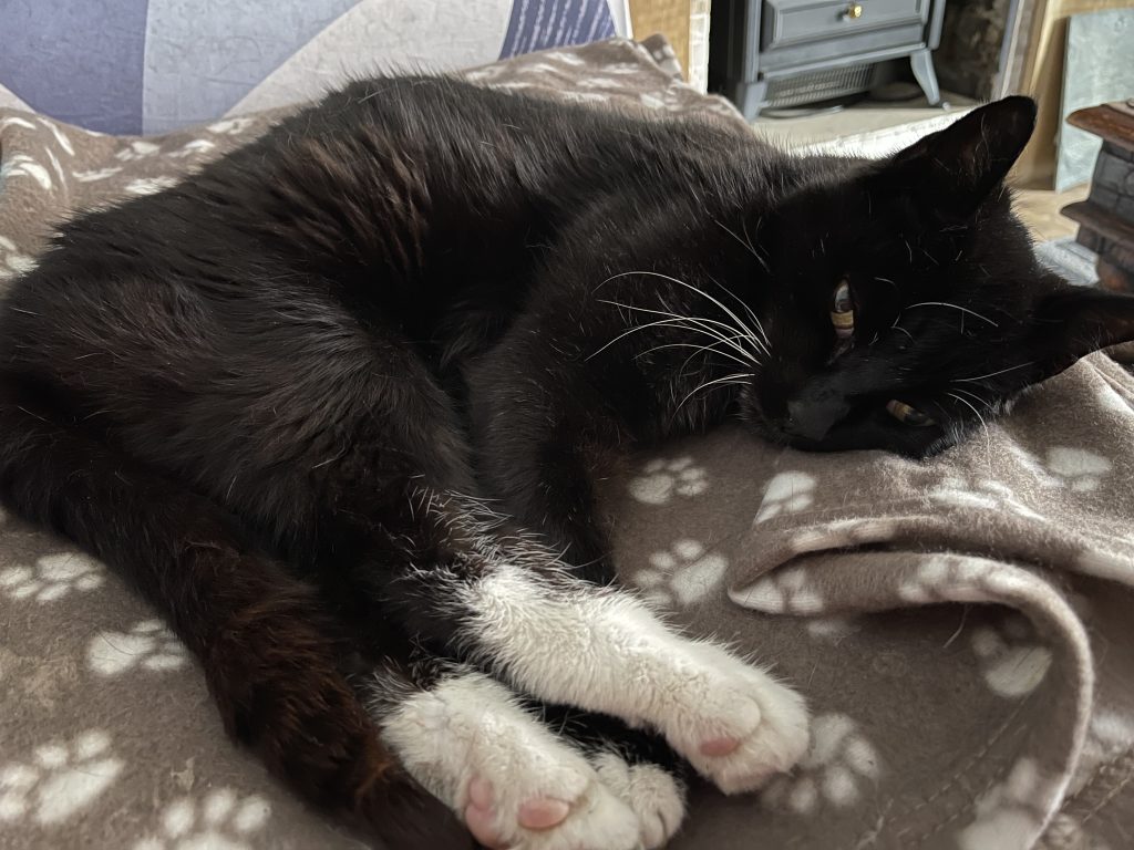 Carol's cat Chas