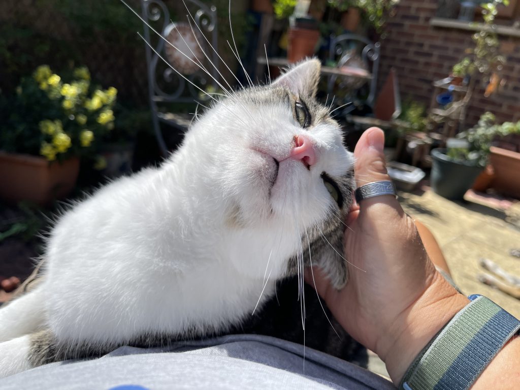 Carol's cat Tomek