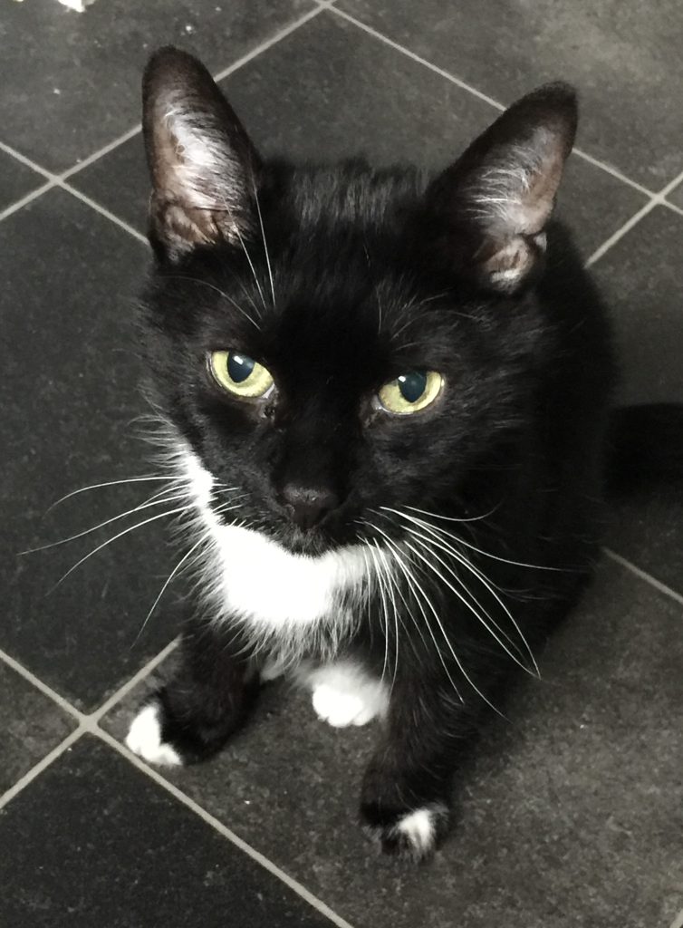 Carol's cat Will